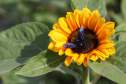 Flor