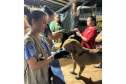 Paranaenses atendem mais de mil animais resgatados em hospital veterinário no RS