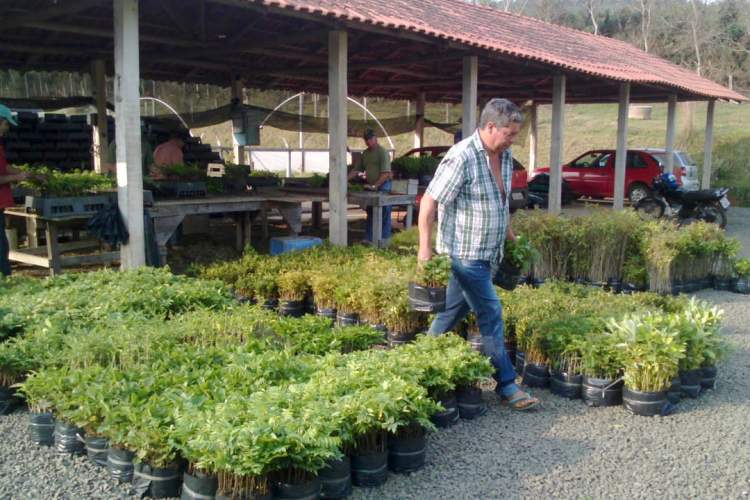 Envio de mudas às escolas mobiliza mais de 3 mil pessoas