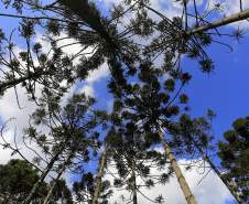 Ações em todo o Estado marcam a Semana do Meio Ambiente