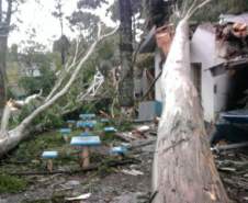 Ocorrência em Pinhão