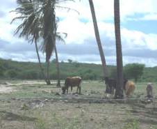 Criação de Animais