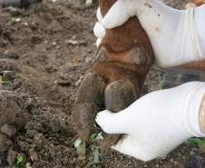 Simulado de defesa agropecuária