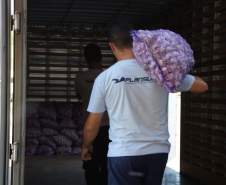 Alho é distribuído