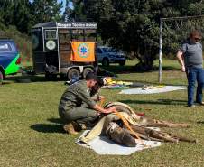 Treinamento resgate animais de grande porte