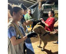 Paranaenses atendem mais de mil animais resgatados em hospital veterinário no RS