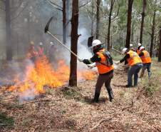 Governo do Paraná conclui capacitação de 540 brigadistas florestais em 100 municípios