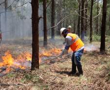 Governo do Paraná conclui capacitação de 540 brigadistas florestais em 100 municípios