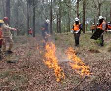 Governo do Paraná conclui capacitação de 540 brigadistas florestais em 100 municípios