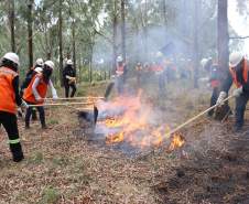 Governo do Paraná conclui capacitação de 540 brigadistas florestais em 100 municípios