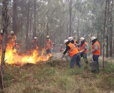 Governo do Paraná conclui capacitação de 540 brigadistas florestais em 100 municípios