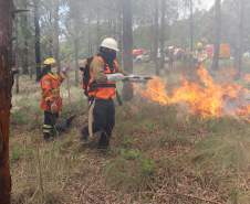 Governo do Paraná conclui capacitação de 540 brigadistas florestais em 100 municípios