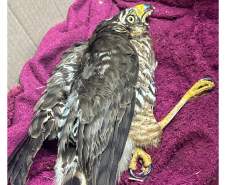 Rede de manejo que atua em desastres amparou 2,3 mil animais em Rio Bonito do Iguaçu