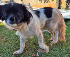 Rede de manejo que atua em desastres amparou 2,3 mil animais em Rio Bonito do Iguaçu