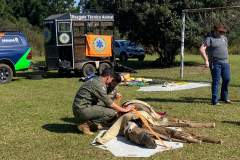 Treinamento resgate animais de grande porte