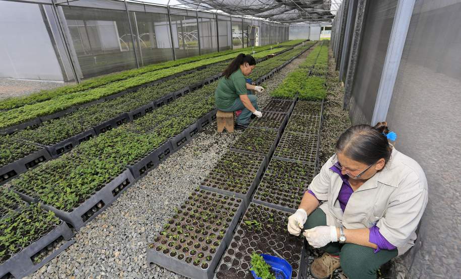 Ações em todo o Estado marcam a Semana do Meio Ambiente Ações em todo o Estado marcam a Semana do Meio Ambiente