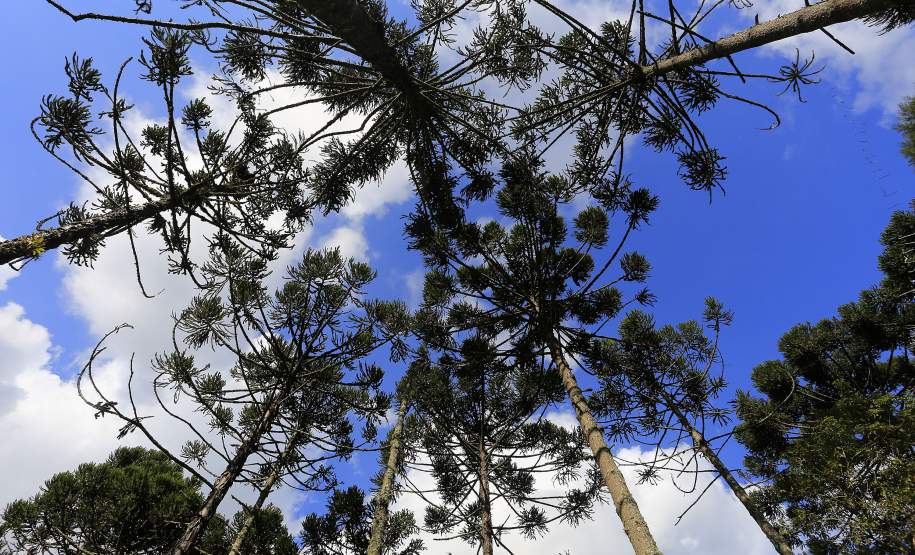 Ações em todo o Estado marcam a Semana do Meio Ambiente Ações em todo o Estado marcam a Semana do Meio Ambiente