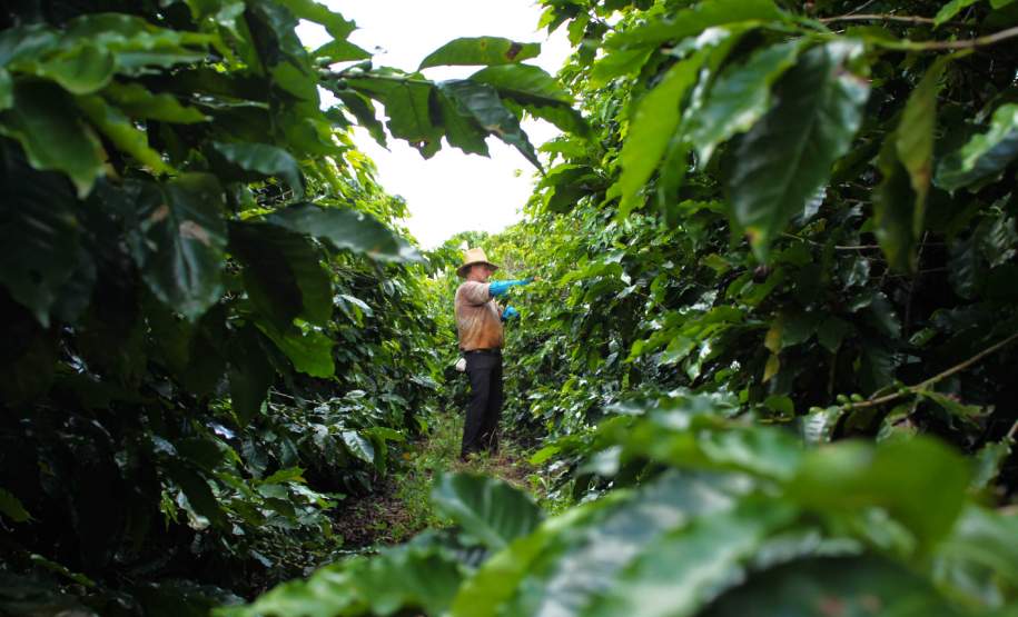 Institutos alertam para geadas na região cafeeira do Paraná no fim de semana Institutos alertam para geadas na região cafeeira do Paraná no fim de semana
