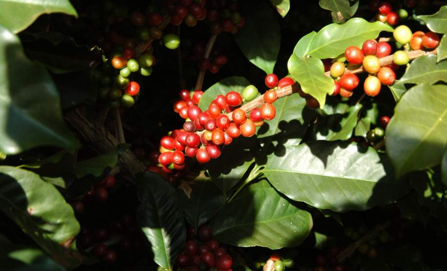 Geada deve atingir toda a zona cafeeira do Paraná Geada deve atingir toda a zona cafeeira do Paraná