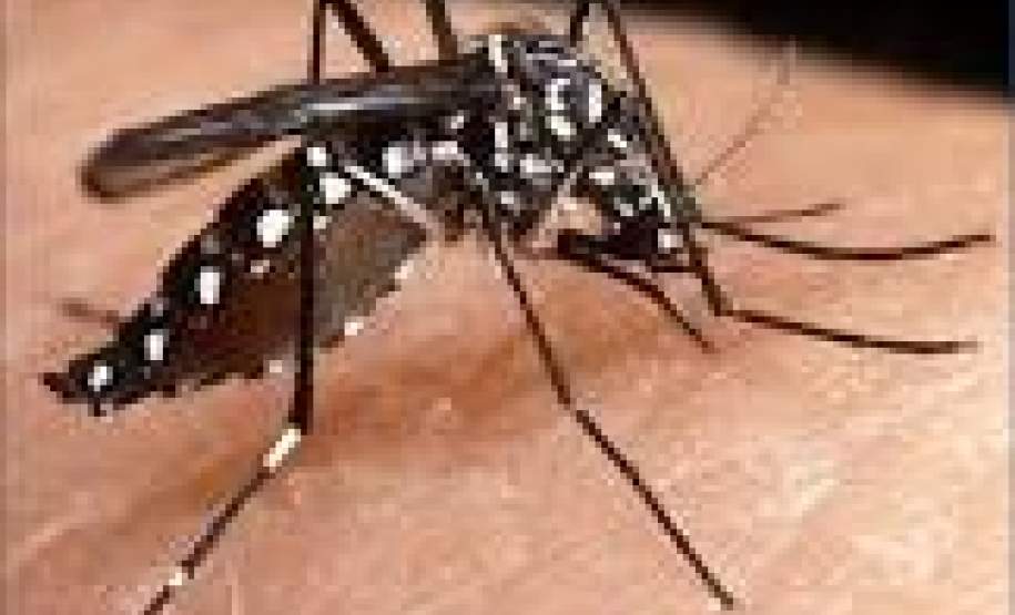 Casos de dengue caem 98% no Paraná. Casos de dengue caem 98% no Paraná.