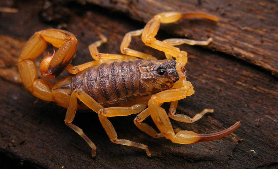 Alerta sobre prevenção de acidentes com animais peçonhentos Alerta sobre prevenção de acidentes com animais peçonhentos