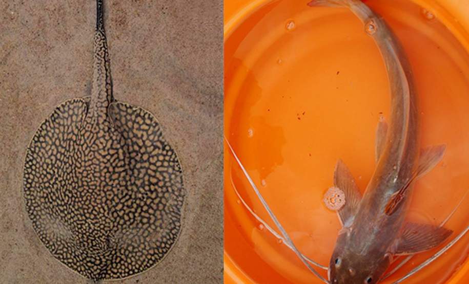 Secretaria da Saúde alerta para acidentes com arraias e bagres