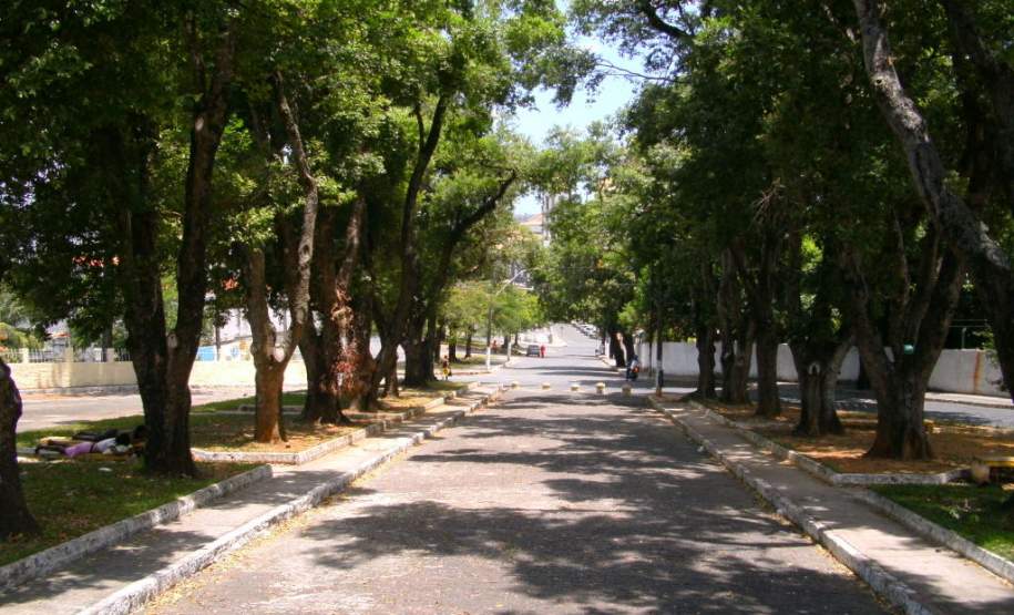 Precisa cortar uma árvore em Curitiba? Veja o que você deve fazer Precisa cortar uma árvore em Curitiba? Veja o que você deve fazer