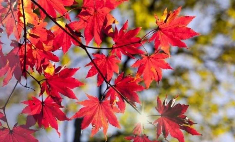 Outono começa nesta terça com previsão de chuva no Paraná Outono começa nesta terça com previsão de chuva no Paraná