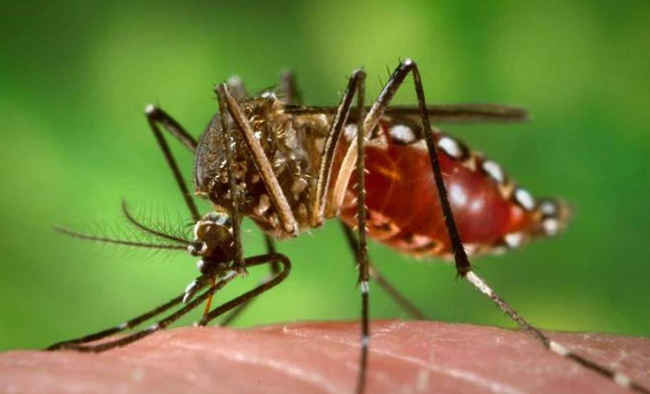 Campanha da vacina da dengue começa nesta terça-feira no Estado