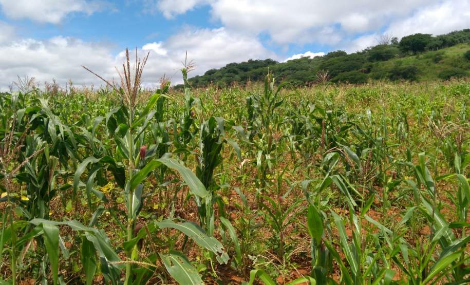 Cemaden coleta dados agrícolas no semiárido para monitoramento dos impactos da seca na agricultura familiar Cemaden coleta dados agrícolas no semiárido para monitoramento dos impactos da seca na agricultura familiar