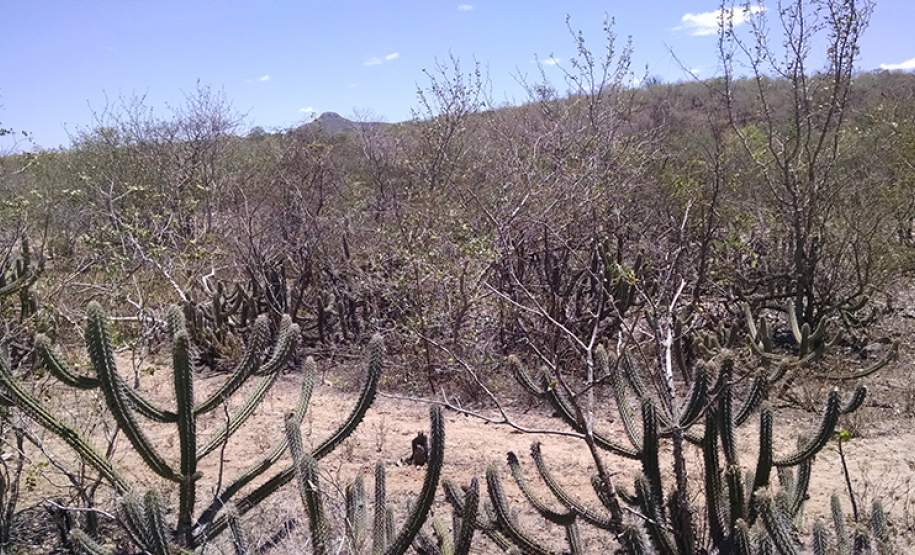 Estudo avalia o avanço da desertificação no nordeste brasileiro e aponta o aumento da degradação Estudo avalia o avanço da desertificação no nordeste brasileiro e aponta o aumento da degradação