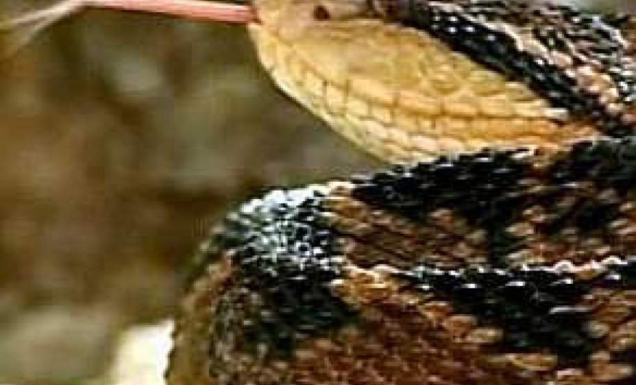 Governo alerta para o controle e prevenção de acidentes com animais peçonhentos Governo alerta para o controle e prevenção de acidentes com animais peçonhentos