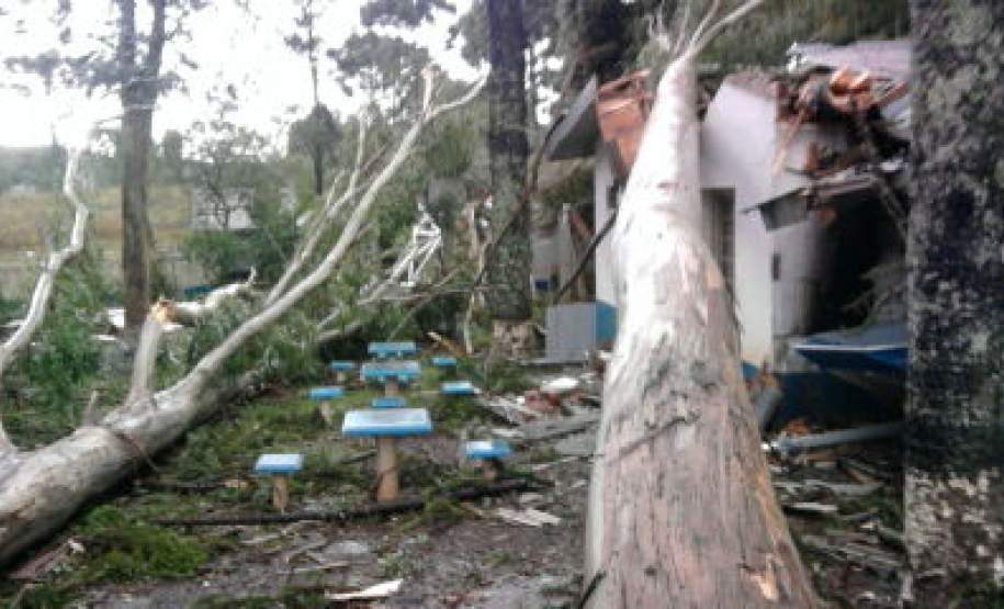 Pinhão Ocorrência em Pinhão