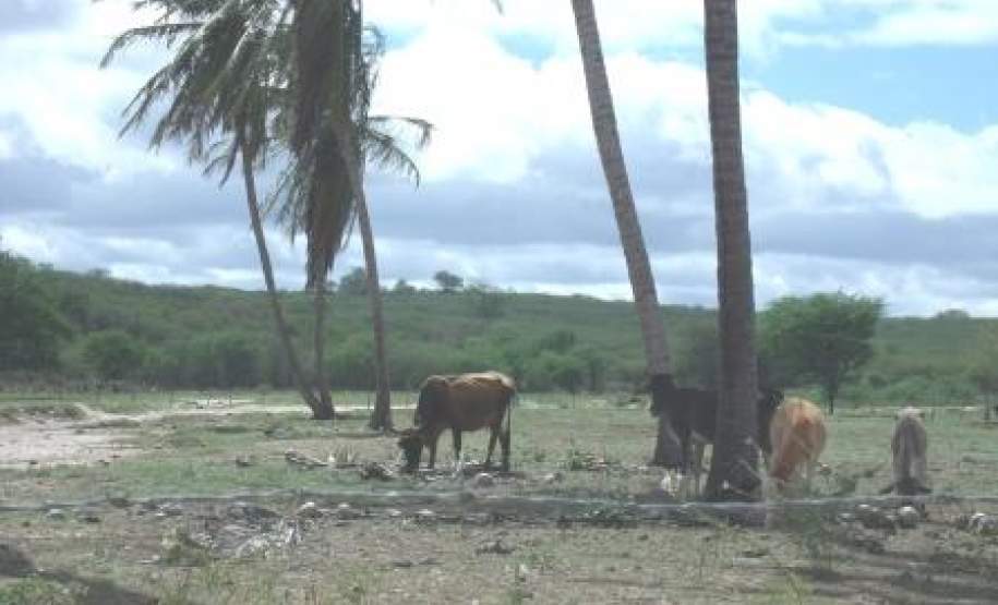 Criação de Animais