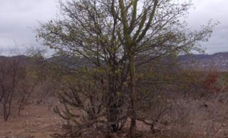 Vegetação da região (JUREMA)