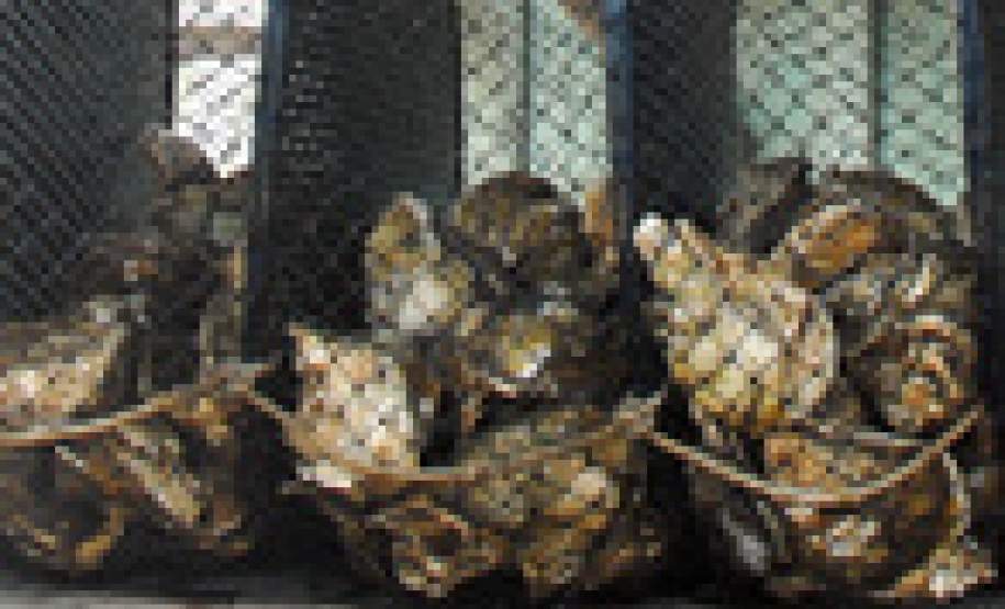 O Governo do Estado determinou nesta quarta-feira (29) a suspensão preventiva do cultivo, extração, pesca, venda e consumo de todos os moluscos bivalves procedentes do litoral paranaense. A medida vale apenas para ostras, mexilhões/mariscos, berbigões e vieiras e não atinge peixes, camarões e outros frutos do mar.