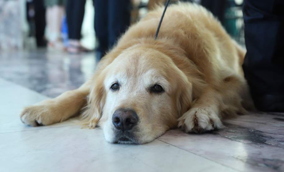O governador Carlos Massa Ratinho Junior entregou nesta segunda-feira (1º) medalhas de mérito às equipes do Corpo de Bombeiros, Polícia Militar, Polícia Científica e Defesa Civil que ajudaram nas operações de busca e salvamento em Brumadinho, Minas Gerais. - Curitiba, 01-04-19.  -  Foto: Rodrigo Félix Leal/ANPr