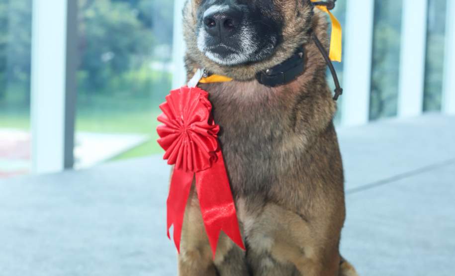 O governador Carlos Massa Ratinho Junior entregou nesta segunda-feira (1º) medalhas de mérito às equipes do Corpo de Bombeiros, Polícia Militar, Polícia Científica e Defesa Civil que ajudaram nas operações de busca e salvamento em Brumadinho, Minas Gerais. - Curitiba, 01-04-19.  -  Foto: Rodrigo Félix Leal/ANPr