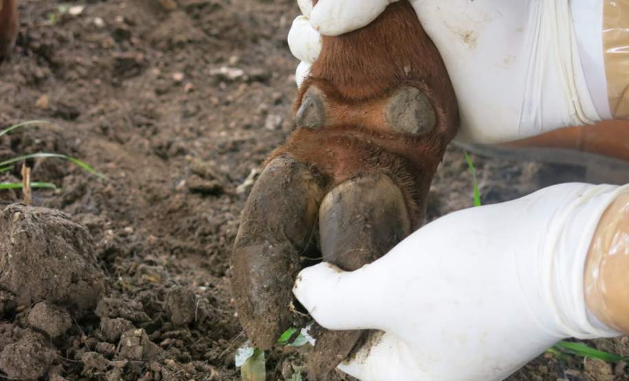 Simulado de defesa agropecuária