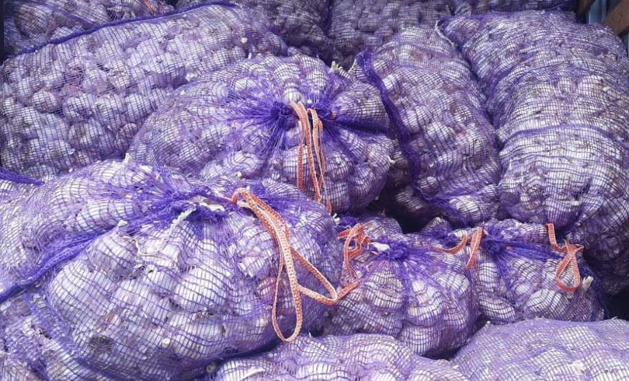 Alho é distribuído