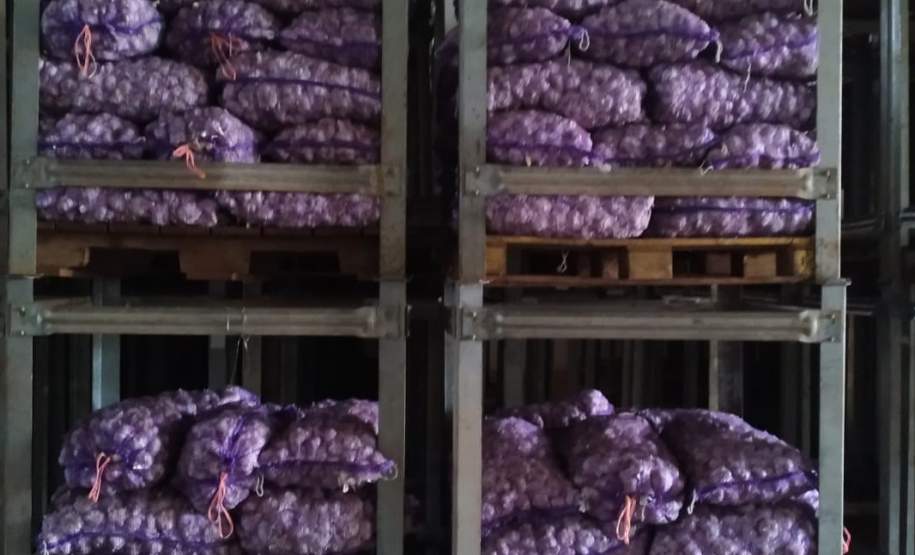 Alho é distribuído