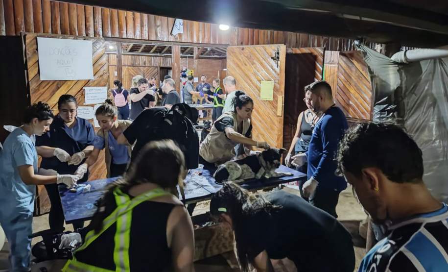 Paranaenses atendem mais de mil animais resgatados em hospital veterinário no RS