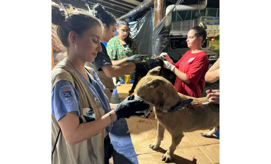 Paranaenses atendem mais de mil animais resgatados em hospital veterinário no RS