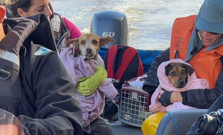 Voluntariado: conheça paranaenses que fazem a diferença em eventos extremos