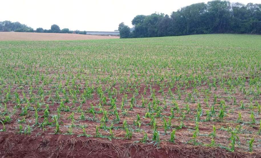 Chuvas: Defesa Civil enviará ajuda humanitária para Dois Vizinhos, no Sudoeste