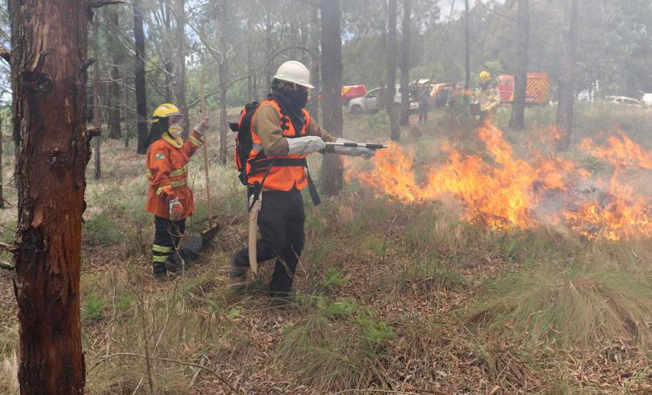 Governo do Paraná conclui capacitação de 540 brigadistas florestais em 100 municípios