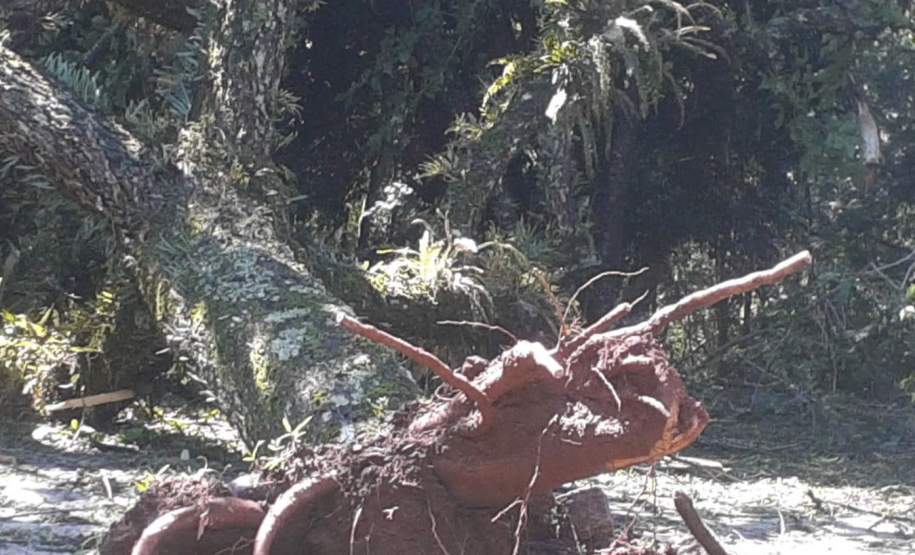 Após tempestade, Defesa Civil Estadual vai enviar 4 mil telhas para Balsa Nova