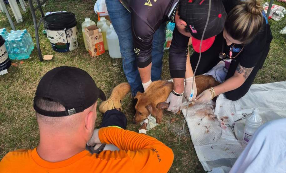 Rede de manejo que atua em desastres amparou 2,3 mil animais em Rio Bonito do Iguaçu