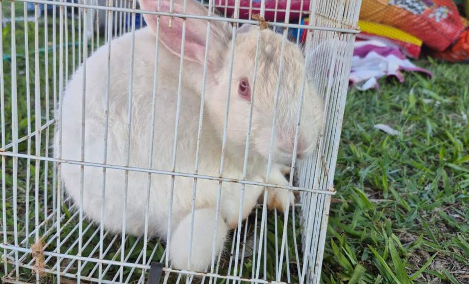 Rede de manejo que atua em desastres amparou 2,3 mil animais em Rio Bonito do Iguaçu