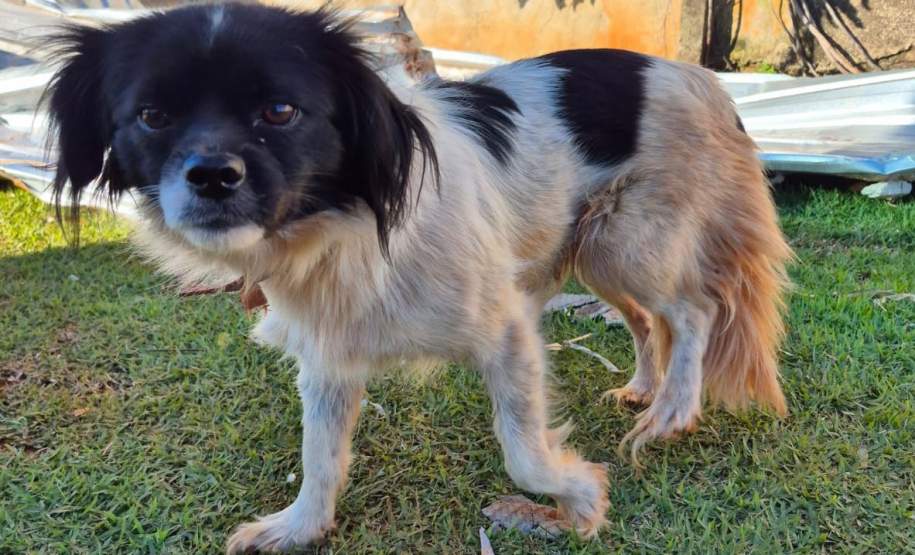 Rede de manejo que atua em desastres amparou 2,3 mil animais em Rio Bonito do Iguaçu